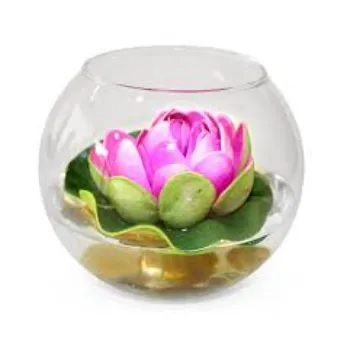 Lotus Plant12-2429947-52587.webp